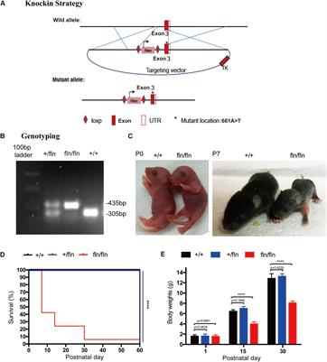 Targeted Mutation (R100W) of the Gene Encoding NGF Leads to Deficits in the Peripheral Sensory Nervous System